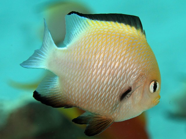 De mer rouge